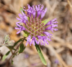 Monardella breweri lanceolata