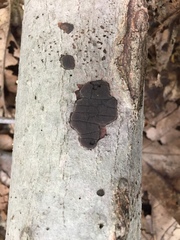 Graphostroma platystomum