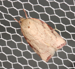 Euchaetis inceptella