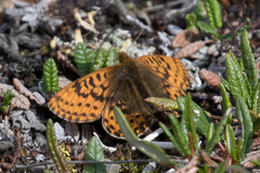 Boloria polaris