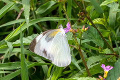 Glutophrissa drusilla