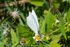 Glutophrissa drusilla