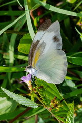 Glutophrissa drusilla