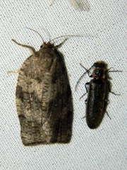 Denticollis denticornis
