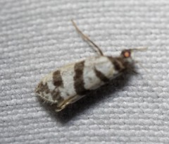 Lepidoscia characota