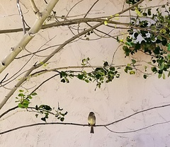 Empidonax occidentalis