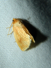 Tortricidia testacea