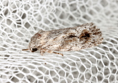 Agriophara confertella