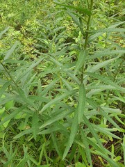 Cirsium serratuloides