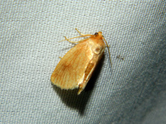 Tortricidia testacea