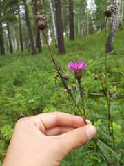 Cirsium serratuloides
