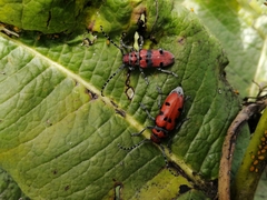 Tetraopes varicornis