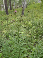 Cirsium serratuloides