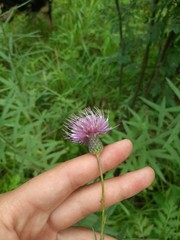 Cirsium serratuloides
