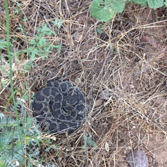 Crotalus oreganus