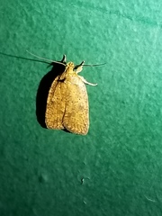 Agonopterix robiniella