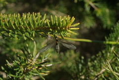 Leptotarsus arenarius