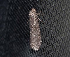 Lepidoscia euryptera