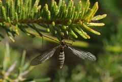 Leptotarsus arenarius