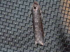 Lepidoscia euryptera