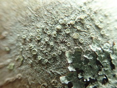 Lecanora pacifica