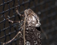 Lepidoscia euryptera