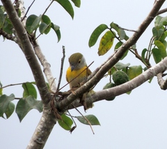 Pachyramphus viridis
