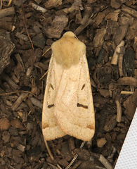 Dichagyris variabilis