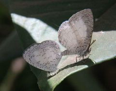 Spalgis lemolea lemolea