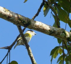 Pachyramphus viridis