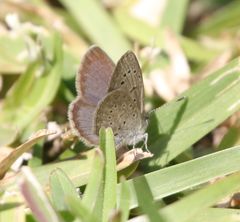 Zizeeria knysna knysna