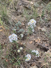 Symphyotrichum porteri