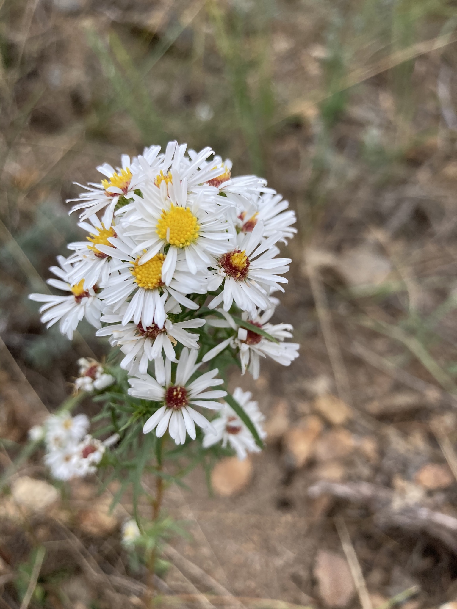Symphyotrichum porteri
