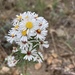 Smooth White Aster - Photo (c) Rea Orthner, some rights reserved (CC BY-NC), uploaded by Rea Orthner