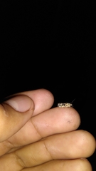 Spragueia jaguaralis