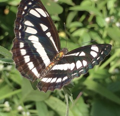 Neptis hylas
