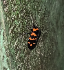 Cosmoscarta dimidiata