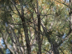 Allocasuarina trichodon