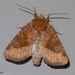 Bridled Arches Moth - Photo (c) Susan Elliott, some rights reserved (CC BY-NC), uploaded by Susan Elliott