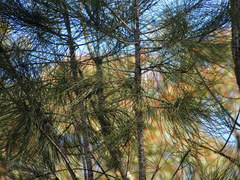 Allocasuarina trichodon