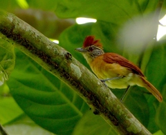 Thamnophilus doliatus capistratus