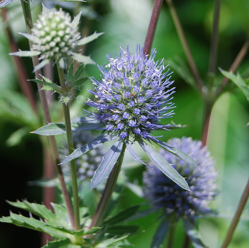 Blue Eryngo
