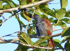 Thamnophilus palliatus