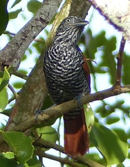 Thamnophilus palliatus