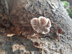 Auricularia mesenterica