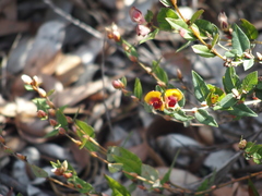 Bossiaea ornata