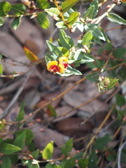 Bossiaea ornata
