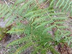 Uredinopsis pteridis