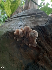 Auricularia mesenterica