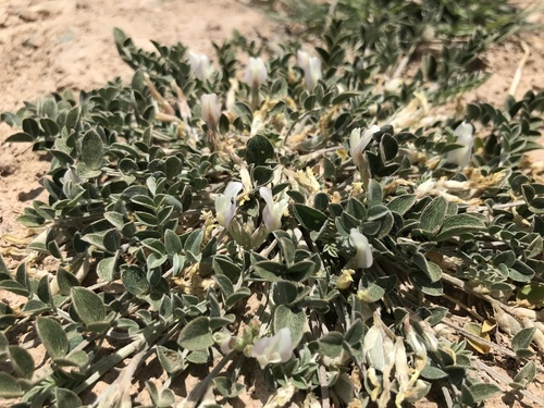 Astragalus scaberrimus